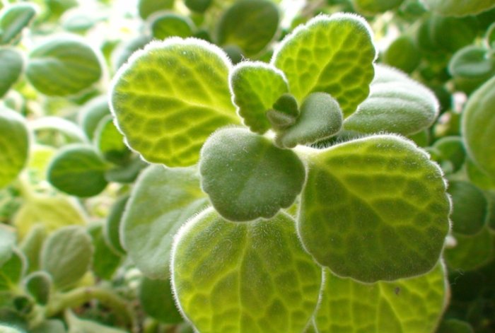 碰碰香植物功效