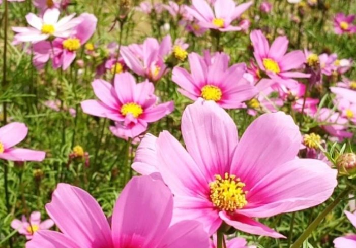 波斯菊施肥時機