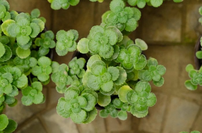 碰碰香泡茶方法