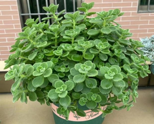 碰碰香泡茶方法