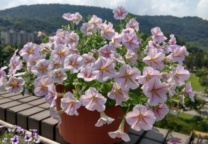 矮牽牛種植方法