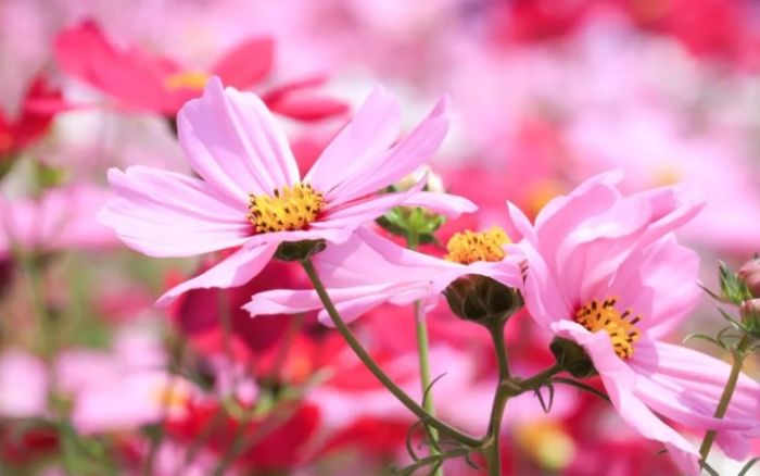 波斯菊花語含义