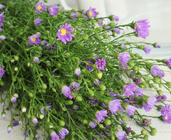 孔雀花象征意義