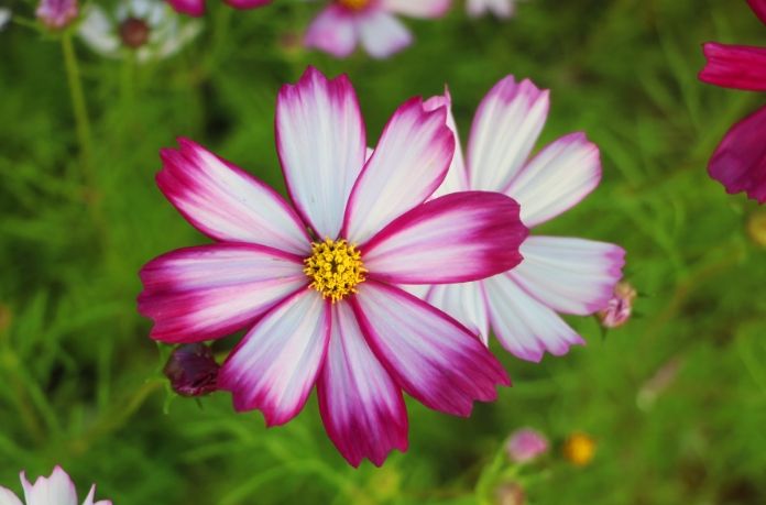 波斯菊秋英種植