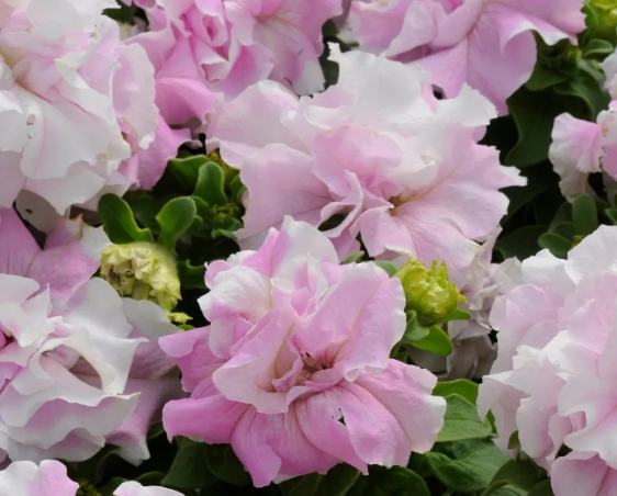 矮牽牛播種方法