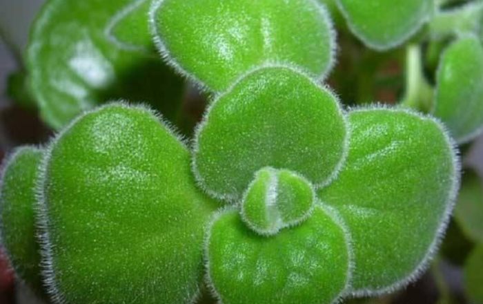 碰碰香泡茶方法