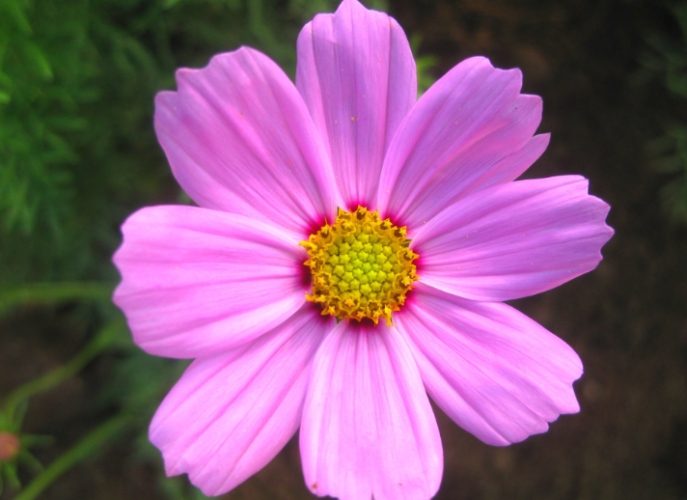 波斯菊花語含义