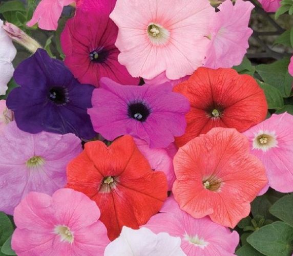 矮牽牛發芽條件