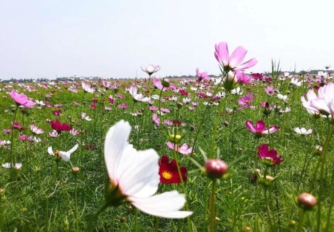 波斯菊花語含义