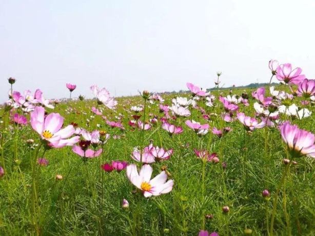 波斯菊送花指南