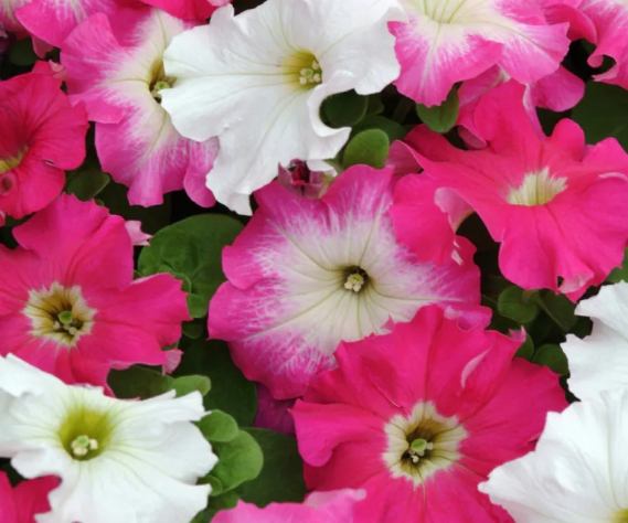 矮牽牛發芽條件