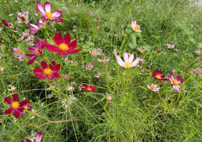 波斯菊施肥時機