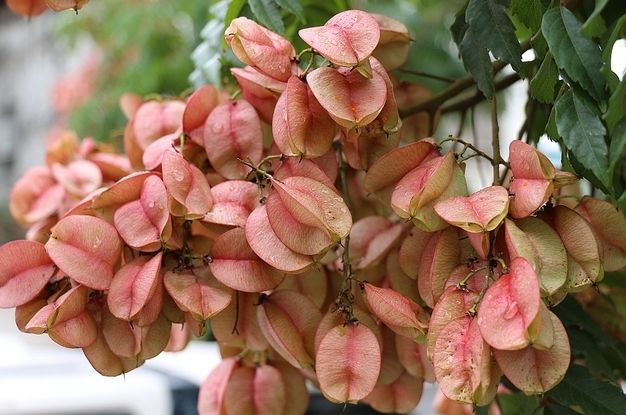 台灣欒樹種子取得