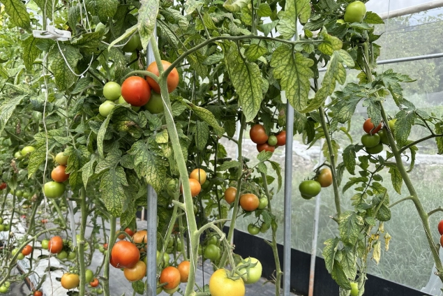 陽台種植牛番茄