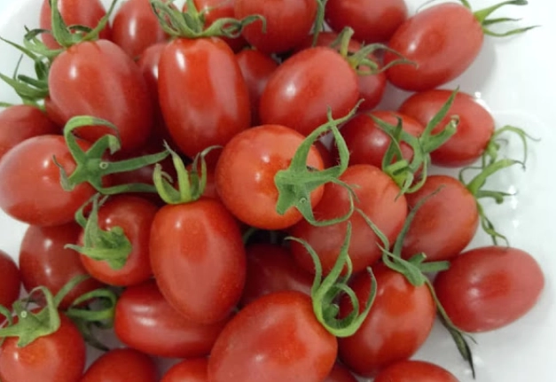 小番茄種植技巧