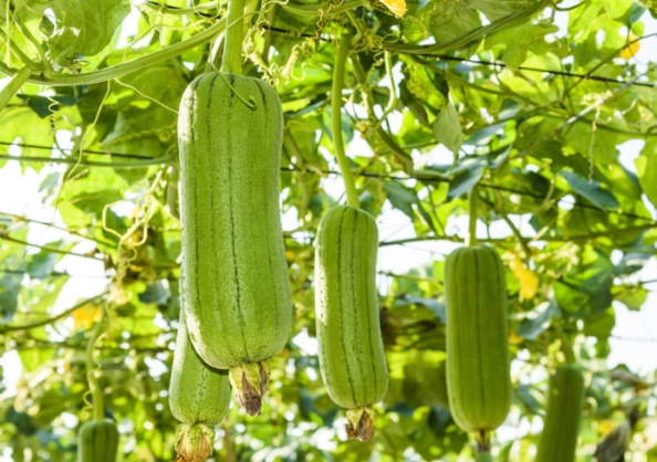 蘋果絲瓜育苗方法