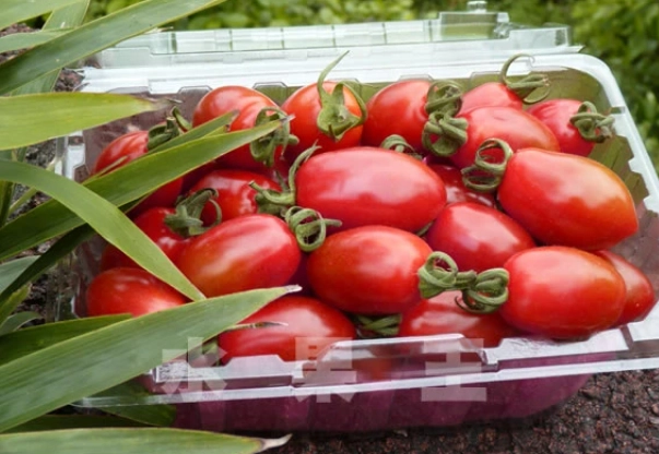 玉女番茄病蟲害防治