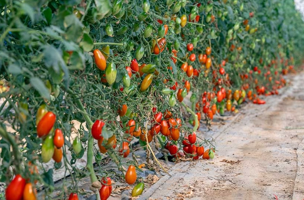 玉女番茄栽培技巧