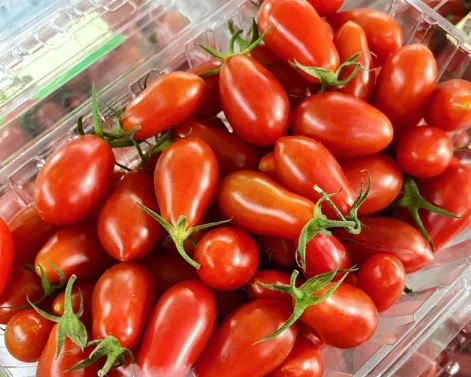 玉女番茄栽培技巧