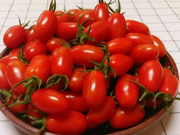 小番茄種植技巧