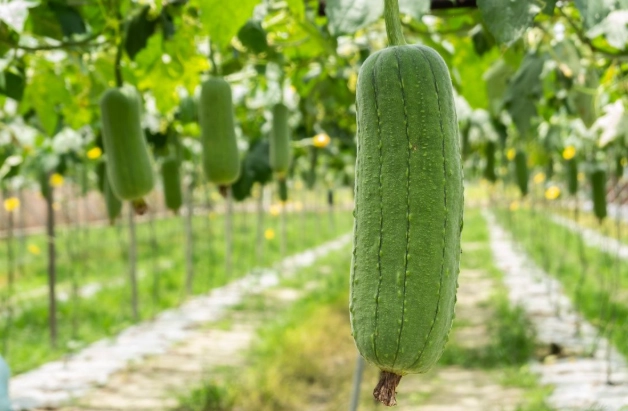 絲瓜種植時間 絲瓜種植時間