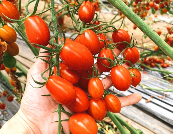 玉女番茄栽培方法