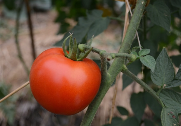 牛番茄栽培技巧