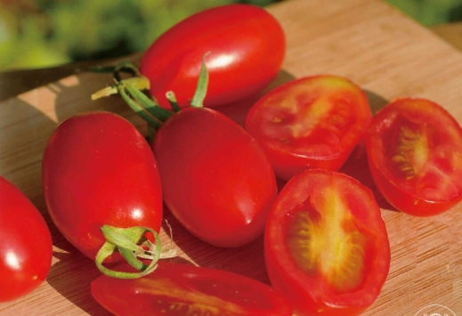 小番茄種植技巧