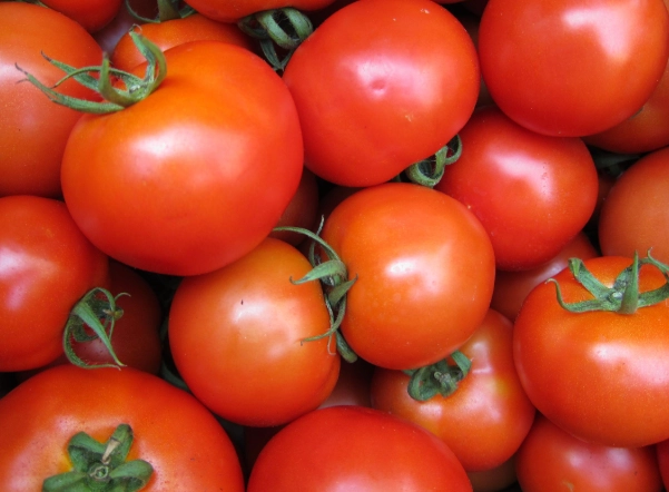 牛番茄種植技術