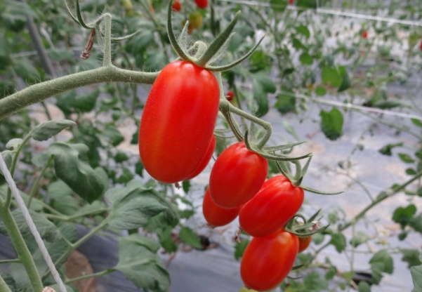 玉女番茄栽培方法