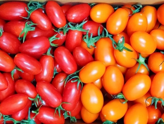 玉女番茄栽培方法