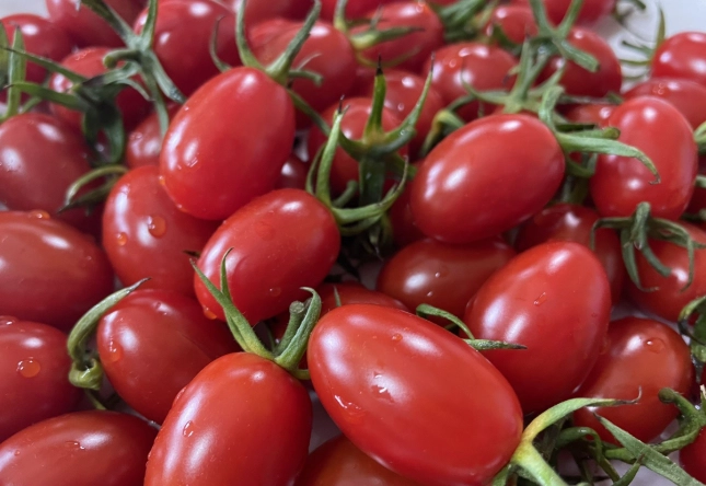 玉女番茄栽培技巧