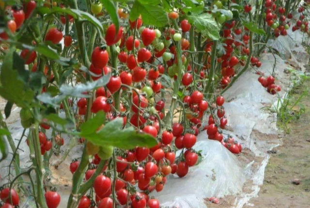 陽台種植牛番茄