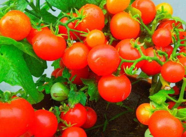 陽台種植牛番茄