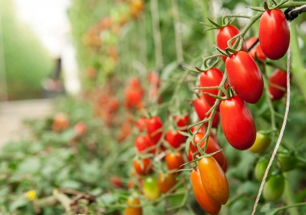玉女番茄栽培技巧