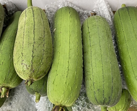 蘋果絲瓜種子發芽