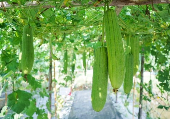 台灣絲瓜種植 台灣絲瓜種植