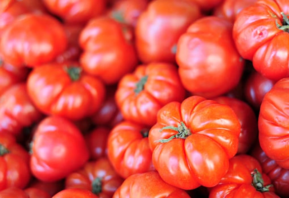 牛番茄種植技術