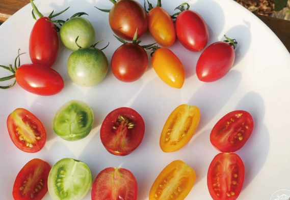 玉女番茄病蟲害防治