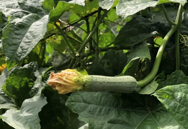 台灣絲瓜種植 台灣絲瓜種植