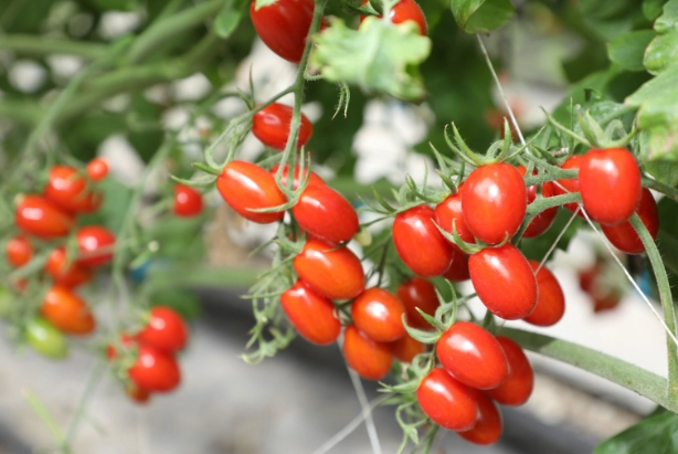 玉女番茄栽培方法