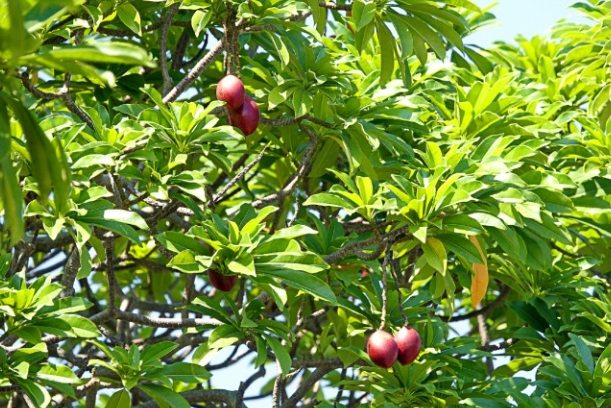 海檬果台灣分布