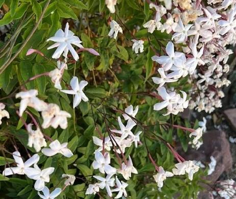 素馨花種植方法