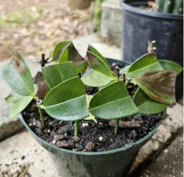 茉莉花扦插技巧