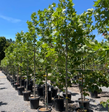 懸鈴木梧桐病害 懸鈴木梧桐病害