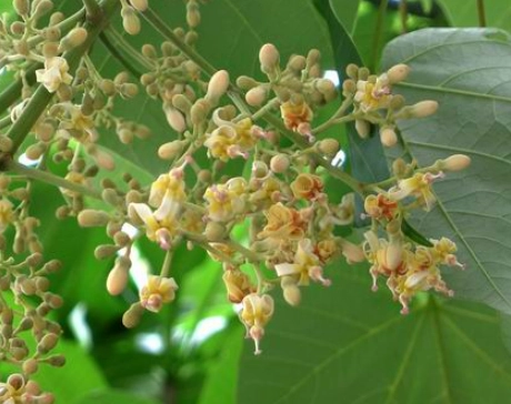 法國梧桐花養護