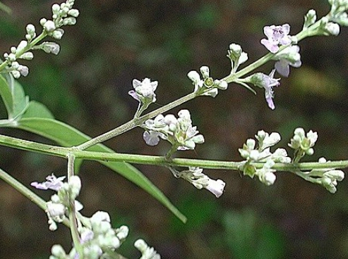 七葉埔姜使用方法