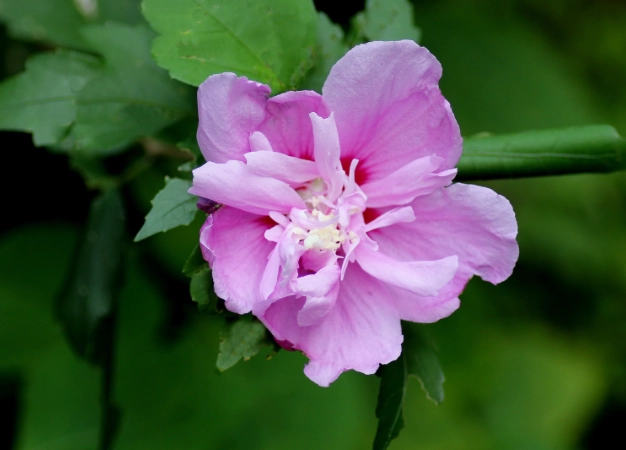扶桑花照顧 扶桑花照顧