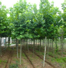 懸鈴木梧桐養護 懸鈴木梧桐養護