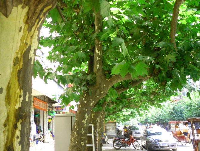 梧桐樹種植方法